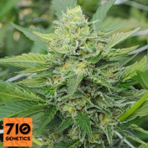 Euphoric – Fruity – Mostly Sativa – Carnage strain – image 1 – from 710 Genetics via Seed City
