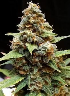 Gorilla Lemon Fire by Cream of the Crop – Cerebral – 12/12 Photoperiod – Good for outdoor grow – image 1 – Seed City