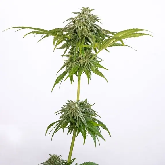 Imagen 1 de Champana cannabis por Black Tuna Seeds – Alto rendimiento – Fotoperiodo 12/12 – Mayormente Sativa – Seed City