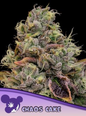 Chaos Cake cannabis seeds – Super Strength – 12/12 Photoperiod – Indica-heavy – image 1 from Seed City
