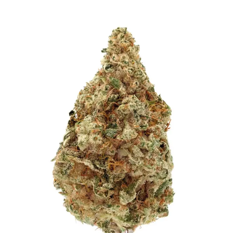 夏洛特的梦 CBD Auto 大麻种子 – 果香型 – 十月中旬 – 以苜蓿为主 – 图片 1 Seed City