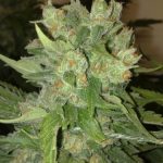 CheeseWreck cannabis seeds – Super Strength – 12/12 Photoperiod – Mostly Sativa – image 2 from Seed City