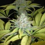 CheeseWreck cannabis seeds – 12/12 Photoperiod – Super Strength – Mostly Sativa – image 3 from Seed City