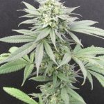 Image 4 of CheeseWreck cannabis by Seedism Seeds – Super Strength – Female seeds – Dairy – Seed City
