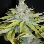 CheeseWreck cannabis seeds – Female seeds – Indoor – Mostly Sativa – image 5 from Seed City