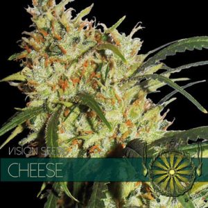 Gouda's Grass by Vision Seeds – Tall (140cm plus) – Mostly Indica – Greenhouse – image 1 – Seed City