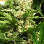 Exodus from Seedism Seeds