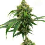 Mostly Indica – Nausea – Good for outdoor grow – Cheese strain – image 1 – from Seed City Seeds via Seed City