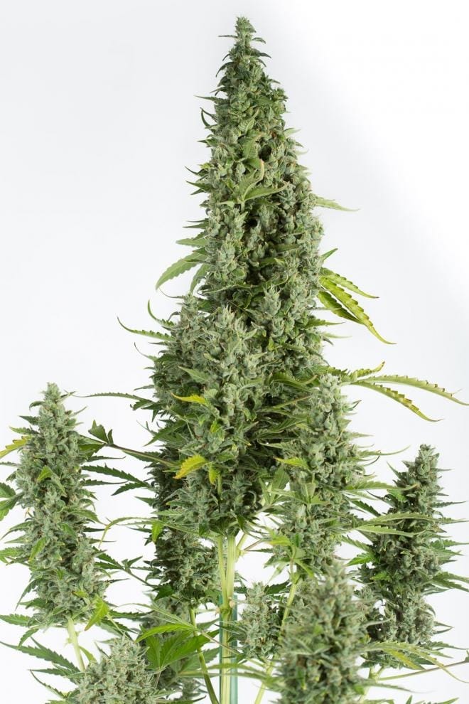 Image 1 of Cheese Autoflowering cannabis by Dinafem Seeds – Indoor – Auto-Flowering – Indica-heavy – Seed City