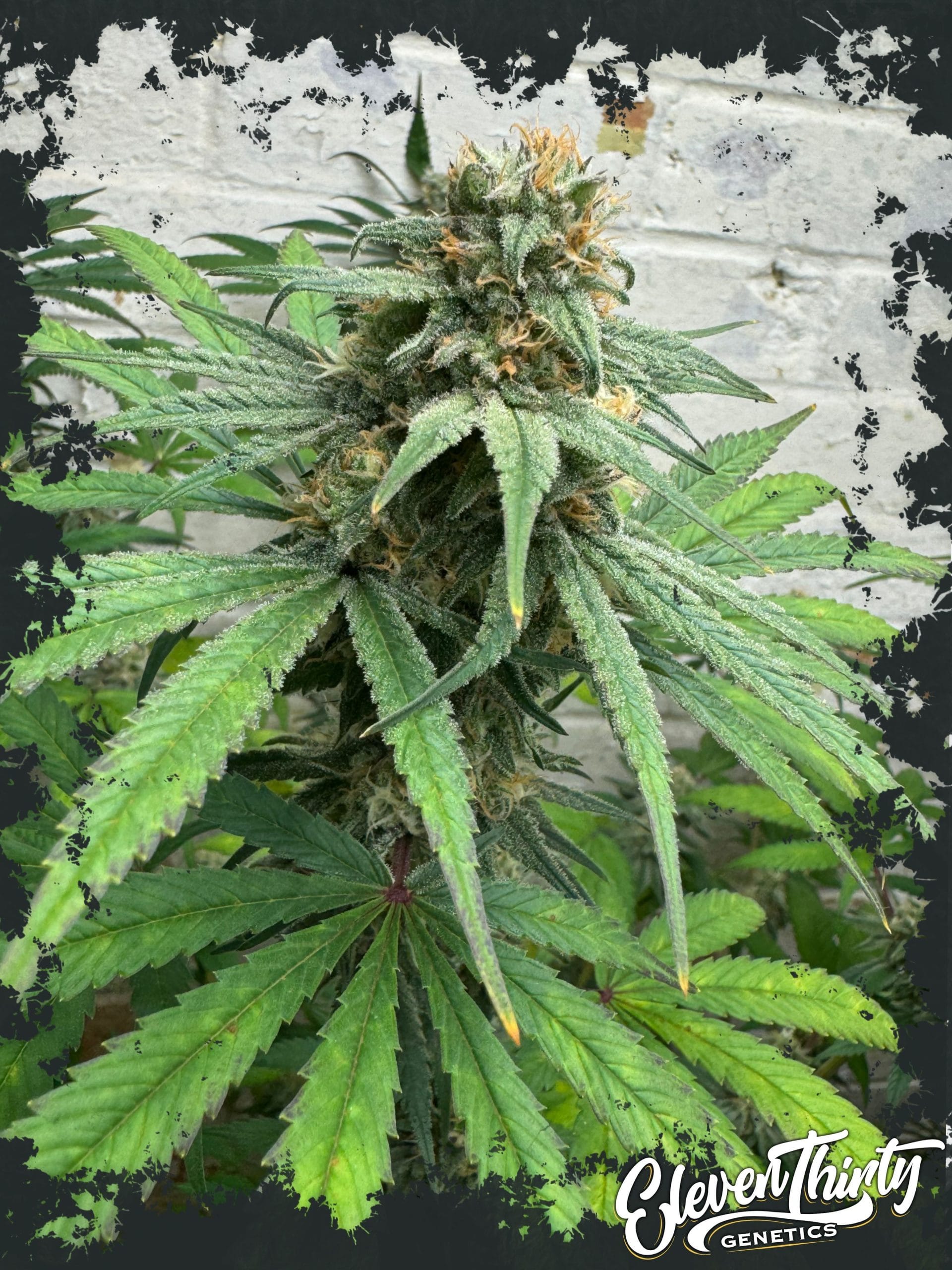 Cheese Wizard by ElevenThirty Genetics – Guaranteed female plants – 12/12 Photoperiod – Cheese – image 1 – Seed City