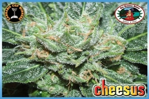 Image 3 of Cheesus cannabis by Big Buddha Seeds – Outdoor cultivation – Euphoric – 12/12 Photoperiod – Seed City