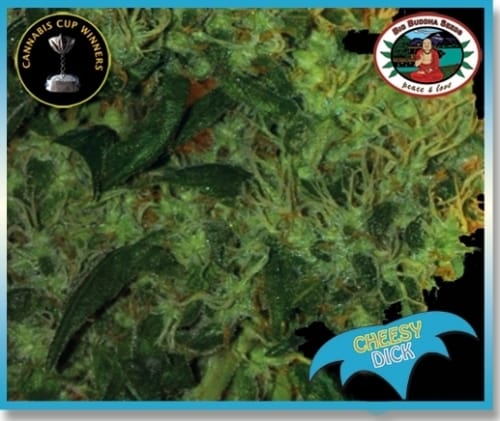 Female seeds – Super Strength – Spicy – Cheesy Dick strain – image 2 – from Big Buddha Seeds via Seed City