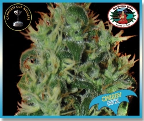 showing Spicy – Female seeds – Mostly Indica – image 4 – Seed City