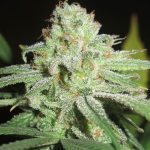Cheesy Fruits by Ultra Genetics – High Yielding – Indoor-friendly – 12/12 Photoperiod – image 1 – Seed City