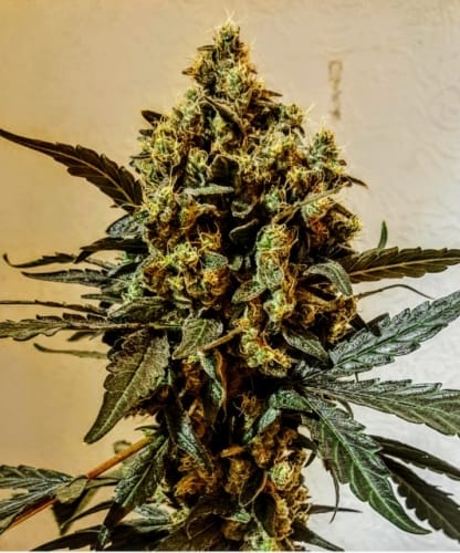 Guaranteed female plants – Body Stone – Caramel – Chem Toffees strain – image 2 – from Holy Smoke Seeds via Seed City