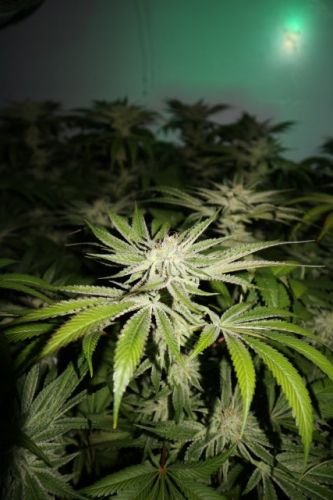 12/12 Photoperiod – Piney – Indoor-friendly – ChemHead OG strain – image 2 – from Pheno Finder Seeds via Seed City