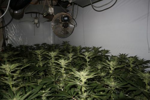 Indoor-friendly – Female seeds – Piney – ChemHead OG strain – image 3 – from Pheno Finder Seeds via Seed City