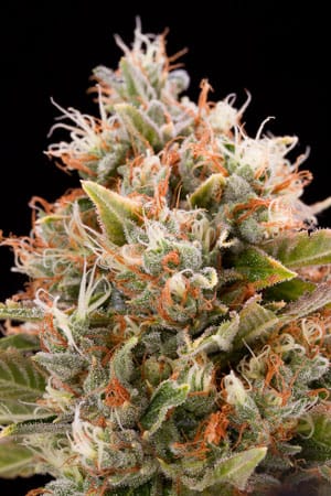 Chemdawg cannabis seeds – Indoor – Super Strength – Piney – image 2 from Seed City