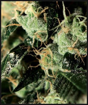 Chemdog cannabis seeds – 12/12 Photoperiod – Narcotic – Feminized – image 2 from Seed City