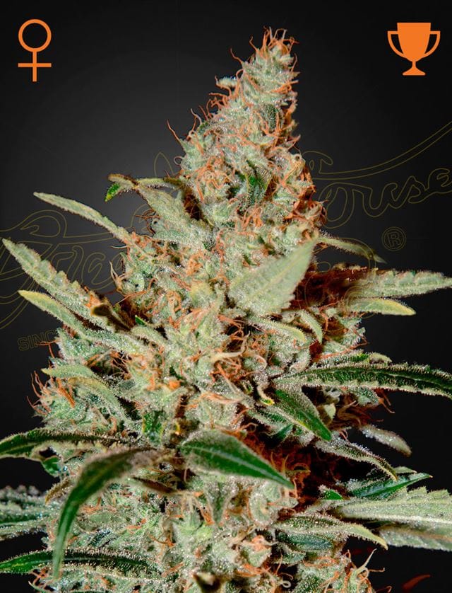 Image 1 of Chemdog cannabis by Green House Seeds – 12/12 Photoperiod – Super Strength – Outdoor cultivation – Seed City