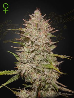 Chemical Candy Auto by Green House Seeds – Guaranteed female plants – Indica-heavy – Cerebral – image 1 – Seed City