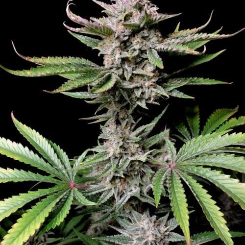 Image 2 of Cherry Cola Auto cannabis by FastBuds – Super Strength – Stress Relief – Good for outdoor grow – Seed City