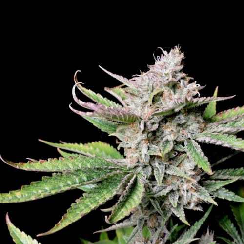 Super Strength – Tall (140cm plus) – High Yielding – Cherry Cola Auto strain – image 3 – from FastBuds via Seed City