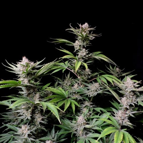 Cherry Cola Auto cannabis seeds – Stress Relief – Good for outdoor grow – Tall (140cm plus) – image 4 from Seed City