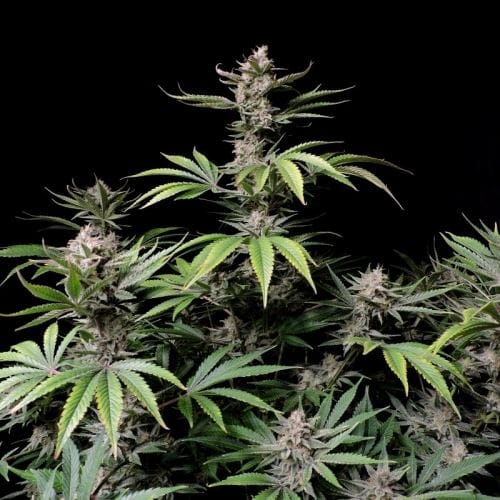 Tall (140cm plus) – Super Strength – Feminized – Cherry Cola Auto strain – image 5 – from FastBuds via Seed City