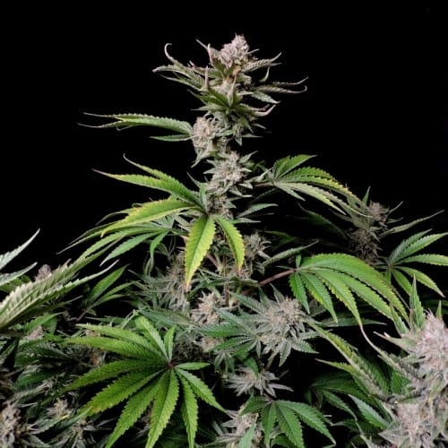 High Yielding – Cherry – Super Strength – Cherry Cola Auto strain – image 6 – from FastBuds via Seed City