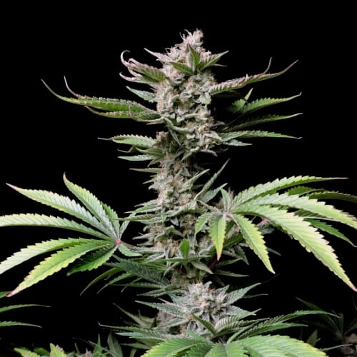 Cherry Cola Auto from FastBuds