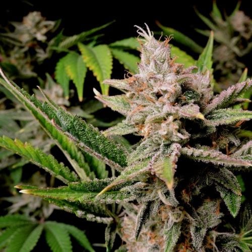 showing Tall (140cm plus) – Auto-Flowering – Good for outdoor grow – image 8 – Seed City