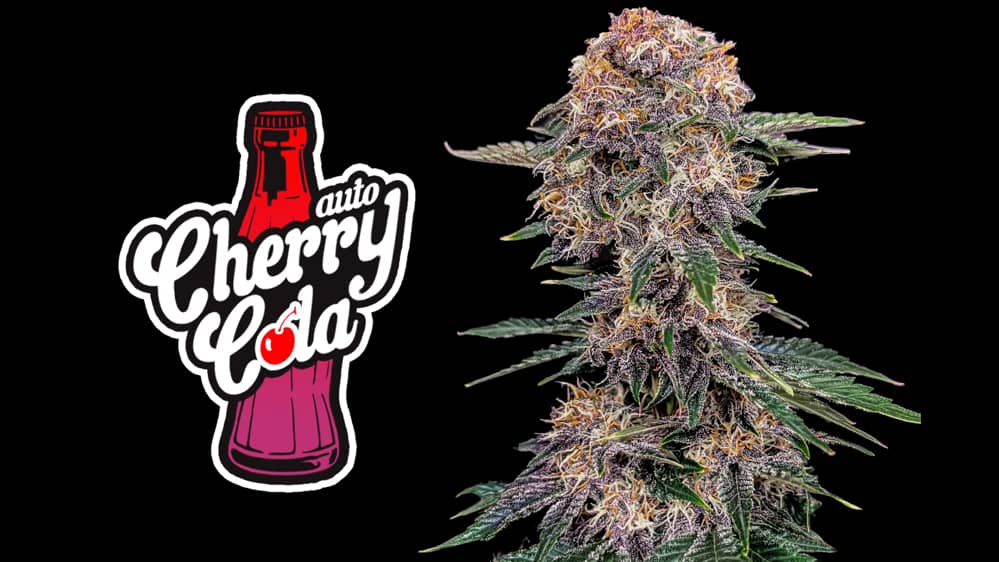 Cherry Cola Auto cannabis seeds – Stress Relief – Tall (140cm plus) – 50% Indica/50% Sativa – image 1 from Seed City