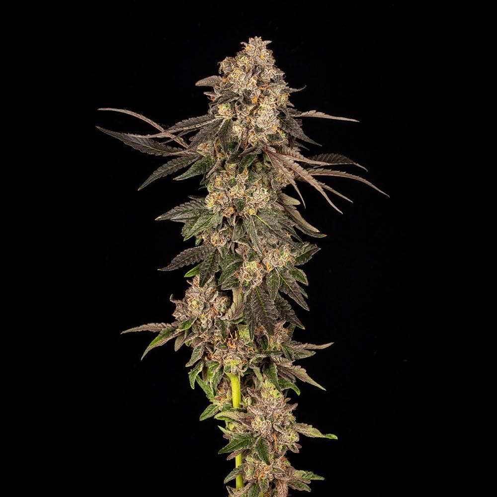 Image 1 of Cherry Fritter cannabis by Cookies Seed Bank – Cherry – Indoor-friendly – Female seeds – Seed City