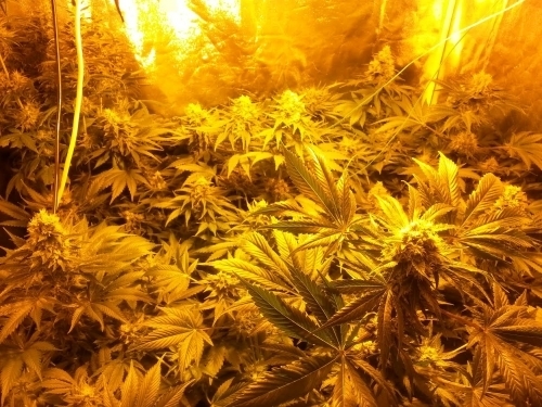 Image 2 of Chewmana cannabis by Lounge Lizard Seeds – Insomnia – Indoor – Liquorice – Seed City