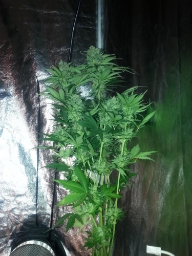 Indica Dominant – Liquorice – Indoor – Chewmana strain – image 3 – from Lounge Lizard Seeds via Seed City