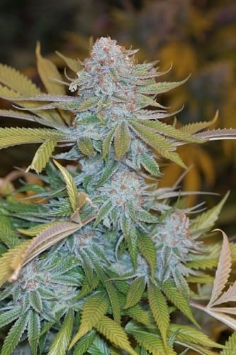 showing Chocolate – Feminized – Indica Dominant – image 1 – Seed City