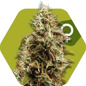 Image 1 of Choco Candy cannabis by Zambeza Seeds – Suited for indoor growing – Euphoric – Super Strength – Seed City
