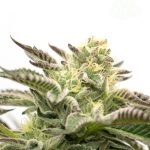 Chocolope cannabis seeds – Happy – Sweet – Female seeds – image 1 from Seed City