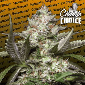 Chong's Choice - Auto Kong 4 by Paradise Seeds – Relaxing – Indoor-friendly – Indica Dominant – image 1 – Seed City