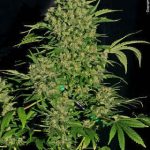 Image 2 of Chronic cannabis by Serious Seeds – The End of October – High Yielding – 12/12 Photoperiod – Seed City