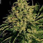 Chronic cannabis seeds – Indoor-friendly – Super Strength – Floral – image 3 from Seed City