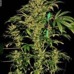 Image 4 of Chronic cannabis by Serious Seeds – Guaranteed female plants – Floral – High Yielding – Seed City