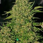 Chronic cannabis seeds – High Yielding – 12/12 Photoperiod – Floral – image 1 from Seed City