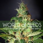 Image 1 of Chronic Haze cannabis by World of Seeds – Super Strength – 12/12 Photoperiod – Resistant to Mould – Seed City