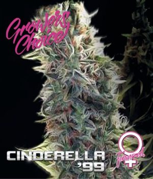 Cinderella 99 by Growers Choice – Indoor-friendly – Beginning of October – Sativa Dominant – image 1 – Seed City