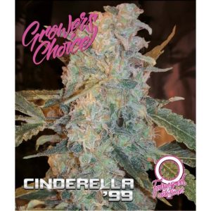 Super Strength – Outdoor – Mostly Sativa – Cinderella 99 Auto strain – image 1 – from Growers Choice via Seed City