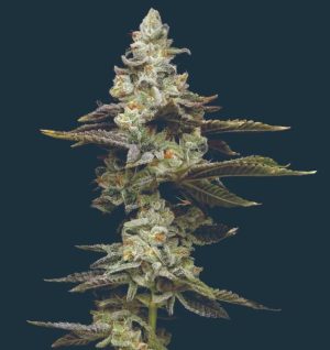 Citronella Sunrize Auto