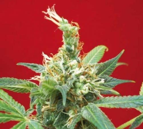 Claustrum cannabis seeds – Good for outdoor grow – Piney – Beginning of November – image 2 from Seed City