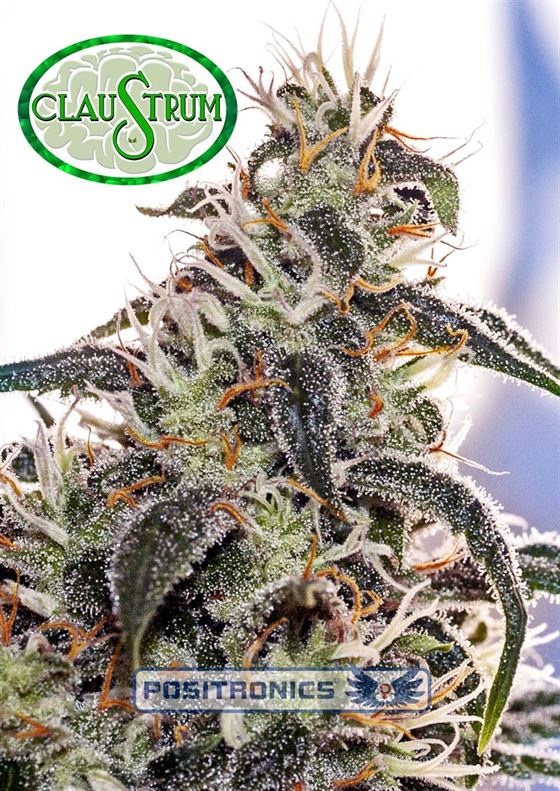 Beginning of November – Psychedelic – Piney – Claustrum strain – image 1 – from Positronic Seeds via Seed City